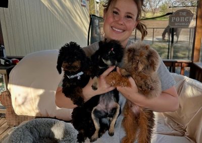Teacup and Mini poodles