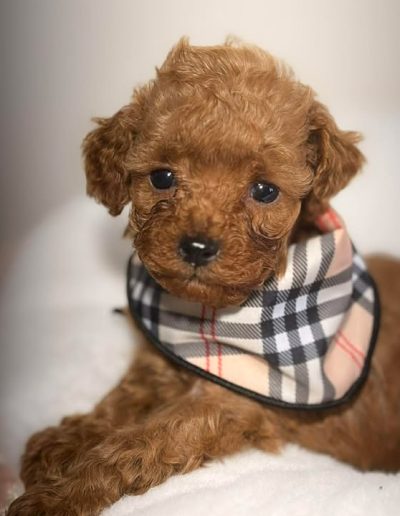 Korean teddy bear poodles keep their short muzzle and big, round eyes into adulthood.