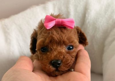 All our puppies are health tested and guaranteed.