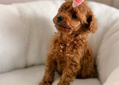 Teacup poodle with Korean Lines
