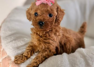 toy poodle puppy