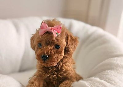Korean Babydoll Poodle Puppy
