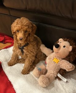 Max the Toy poodle in his new home.
