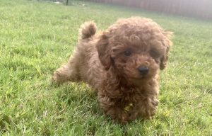 KM Toy Poodle puppy -- Korean toy poodles