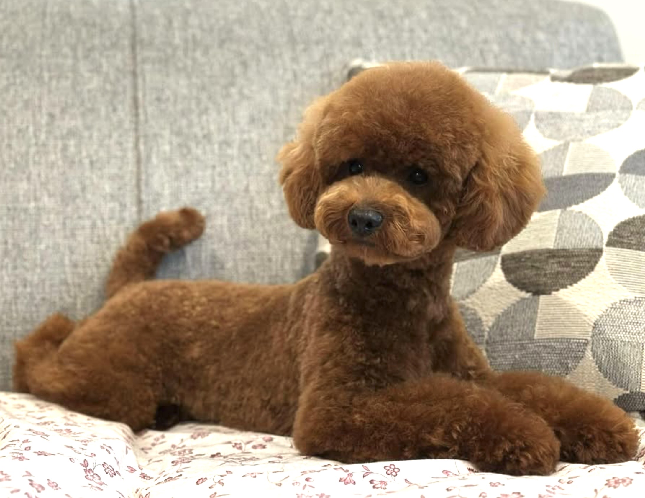 Gambler is our male teddy bear teacup poodle, imported directly from Korea.