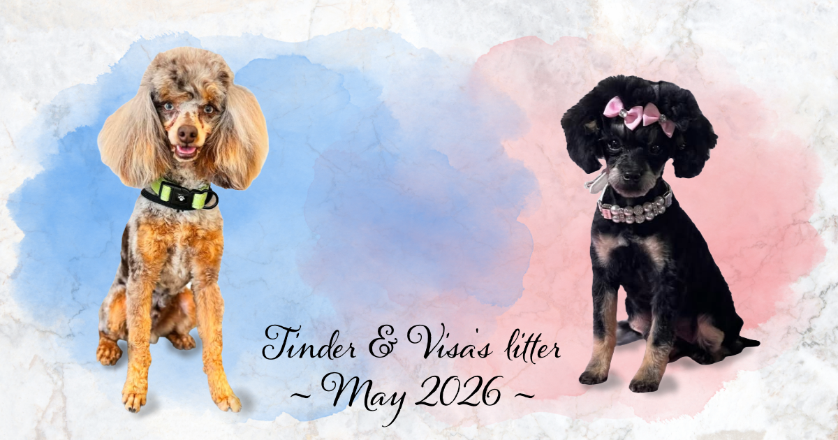 Tinder and Visa's litter of toy poodles is due in May 2026.