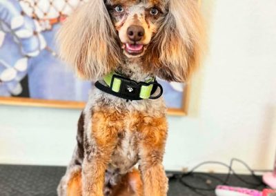 Tinder is the sire of Visa's latest litter (May 2026)