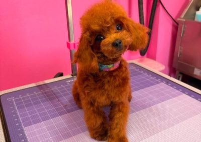 Dumpling's adorable babydoll face is a distinctive feature of Korean Toy Poodles