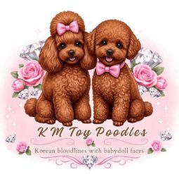KM Teddy Bear Poodles Logo